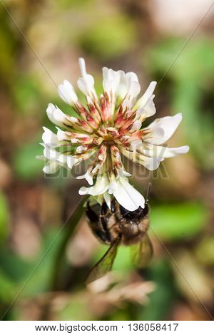 bee collects nectar on clover, white clover, flowers, green grass