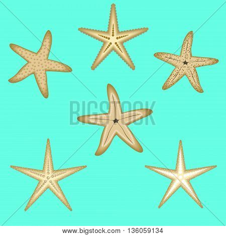 Starfish, a set of nine options. Marine theme