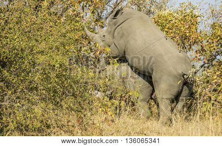 ild white rhinoceros mating in the bush, in Kruger Park