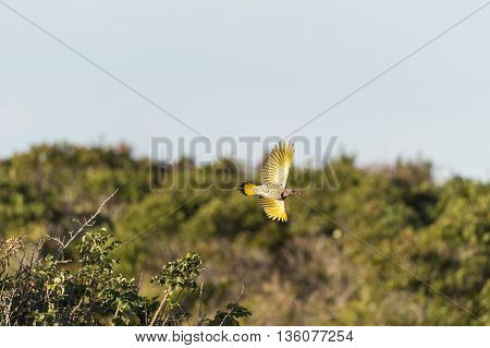 Northern Flicker banking in flight showing underside of spread wings