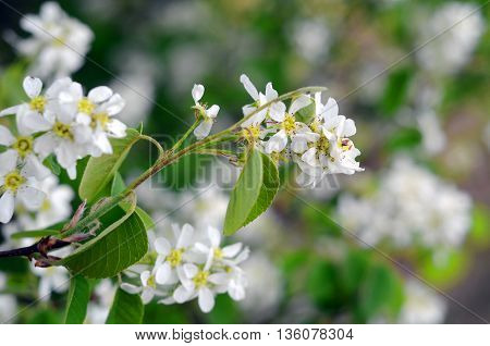 branch of bird cherry blossoms in May,Prunus padus