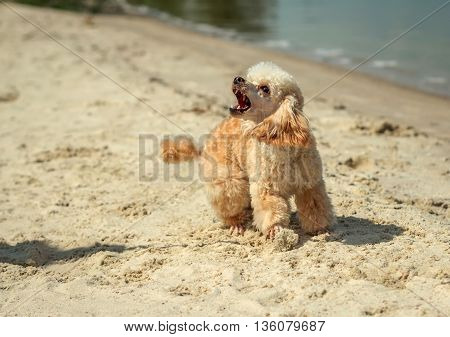angry barking dog attack on the beach. doggy grin.