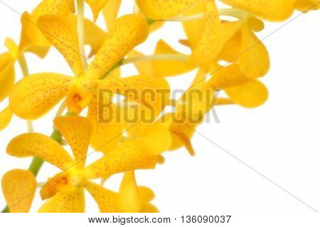 Yellow mokara orchid from Central of Thailand