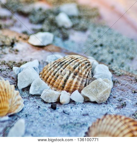 sea shells used as a decoration or as a shaper for sand or as a game for children