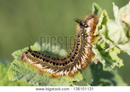 Fluffy spotted caterpillar crawling on a green leaf of a plant.