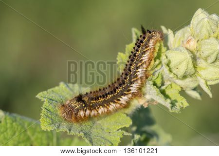 Fluffy spotted caterpillar crawling on a green leaf of a plant.