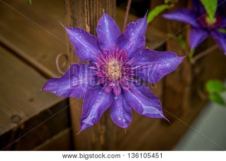 Blue Clematis