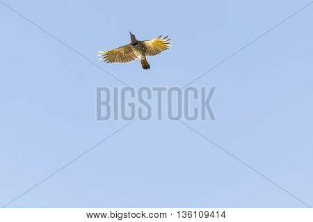 Northern Flicker from below wings spread backlit