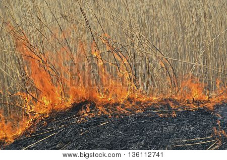 A close up of the flame on brushfire.