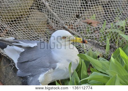 A close up of the seagull (Larus crassirostris).