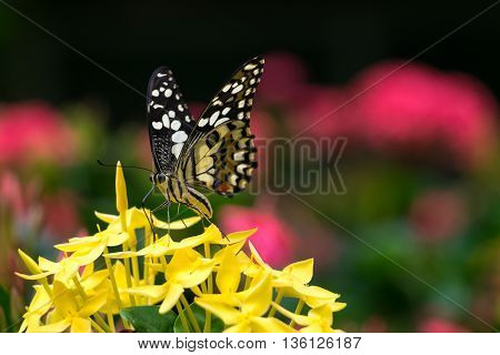 lime butterfly on Ixora flowers, macro photograph