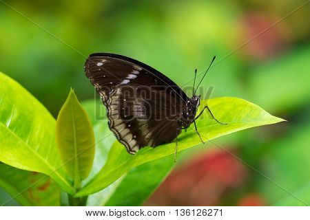 lime butterfly on Ixora flowers, macro photograph
