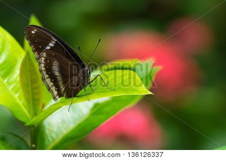 lime butterfly on Ixora flowers, macro photograph