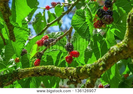 Mullberries On The Tree