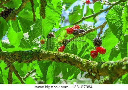 Mullberries On The Tree