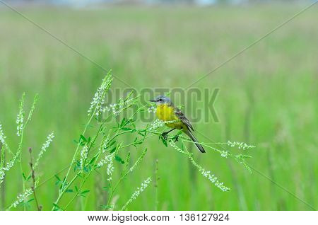 Western yellow wagtail.Yellow Wagtail - small slender bird motacillidae family that lives in the vast territory of Europe, Asia, Africa and Alaska.