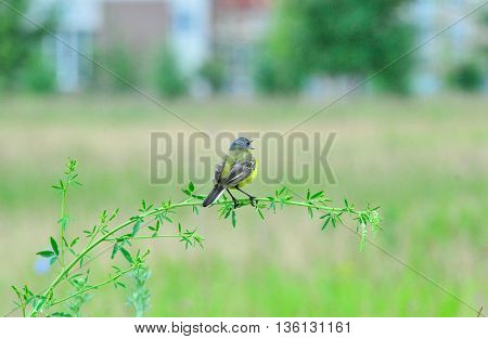 Western yellow wagtail.Yellow Wagtail - small slender bird motacillidae family that lives in the vast territory of Europe, Asia, Africa and Alaska.