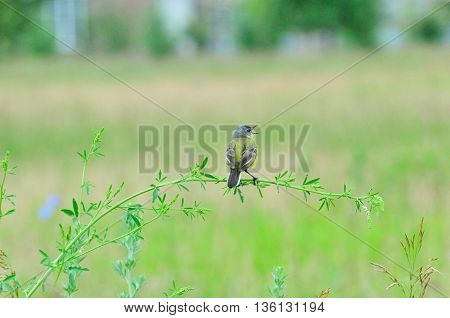 Western yellow wagtail.Yellow Wagtail - small slender bird motacillidae family that lives in the vast territory of Europe, Asia, Africa and Alaska.