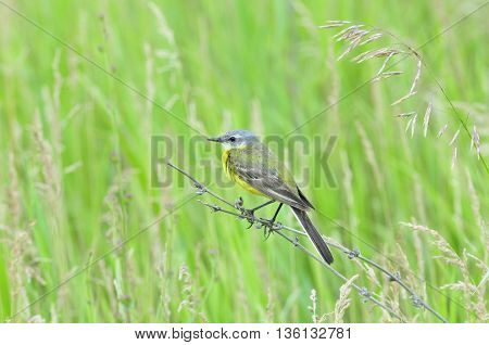 Western yellow wagtail.Yellow Wagtail - small slender bird motacillidae family that lives in the vast territory of Europe, Asia, Africa and Alaska.