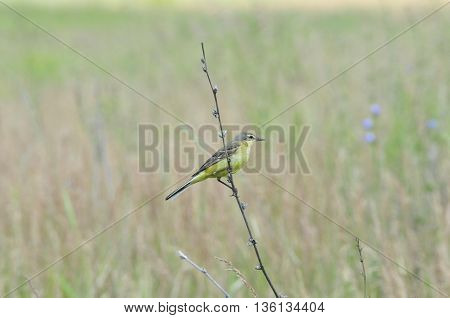 Western yellow wagtail.Yellow Wagtail - small slender bird motacillidae family that lives in the vast territory of Europe, Asia, Africa and Alaska.