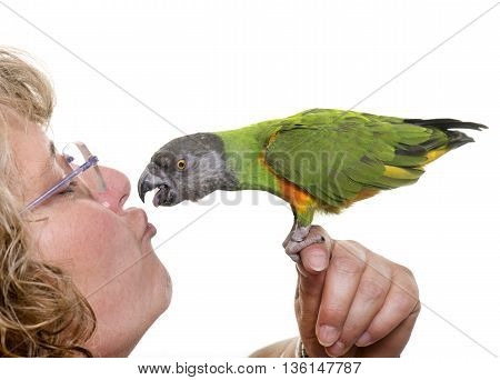 Senegal parrot kissing his owner in front of white background
