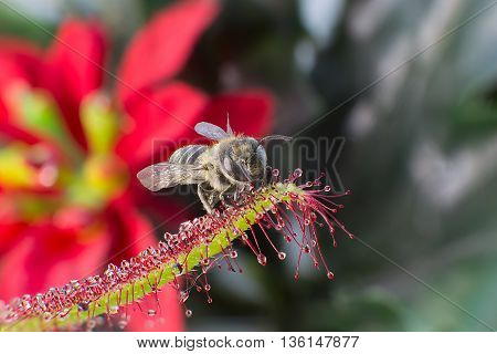 Little bee catched by carnivorous pland Sundew (Drosera Capensis)