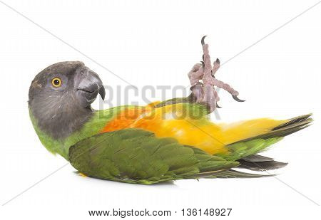 Senegal parrot in front of white background