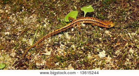 Långstjärtade Salamander (Långsvansad bäcksalamander)