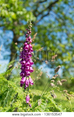 Digitalis purpurea in nature environment