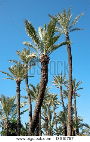 Palm Tree toppe