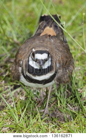 Killdeer walking toward the camera in the day on grass