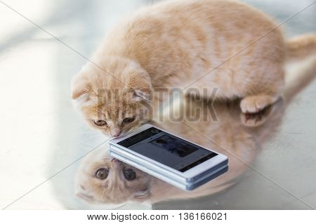 pets, animals and cats concept - close up of scottish fold kitten with smartphone