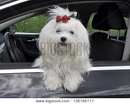 Maltese dog in the car looking out the window