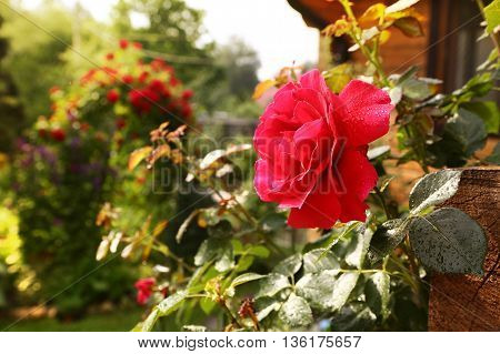 red rose with rain drops close up photo on the beautiful green garden background