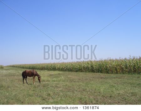 放牧馬