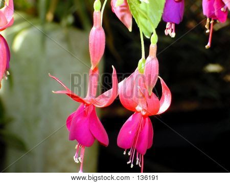 Flor-de-rosa
