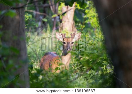 Young male whitetail deer (Odocoileus virginianus) peering out from between tree trunks in forest