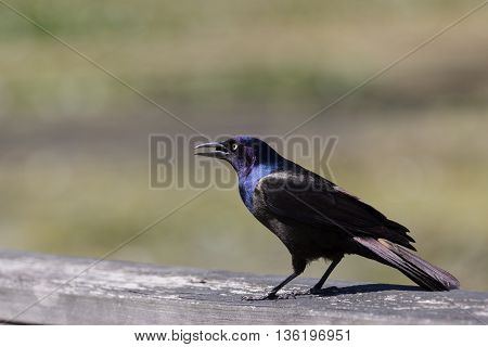Common grackle (Quiscalus quiscula) bird sitting on wooden railing