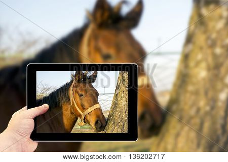Tablet Photography Concept. Taking Pictures On A Tablet. A Brown Horse In The Forest