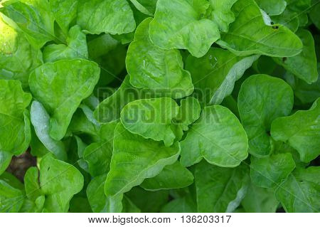 Dwarf amaranth, Amaranthus sp., Family Amaranthaceae, Central of Thailand