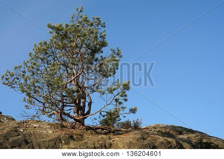 tree on a rock in the Harz National Park