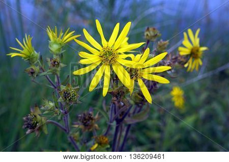 A prairie rosinweed (Silphium integrifolium), also known as the whole-leaf rosinweed and the entire-leaf rosinweed, blooms next to a small lake in Shorewood, Illinois during August.