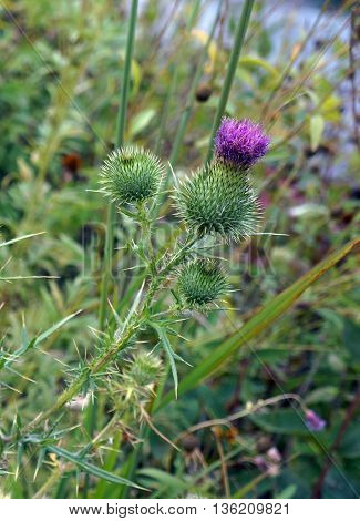 A Scotch thistle flower (Onopordum acanthium) blooms in Shorewood, Illinois during the summer.