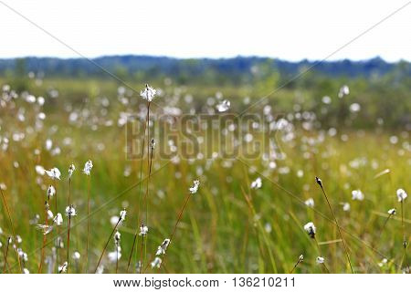 Landscape with Cottongrass (Eriophorum) by the edge of a large bog in Finland at summer. Shallow dof, bokeh effect.
