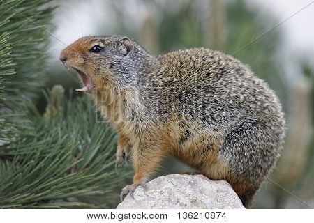 Columbian Ground Squirrel Callling In Banff National Park