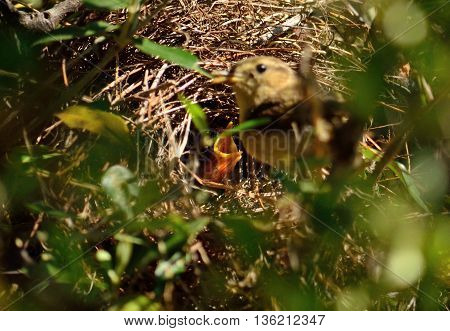Common chiffchaff bird feeding its chicks in the nest