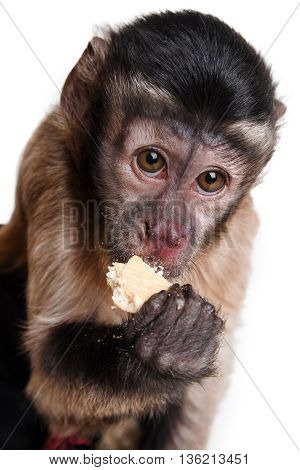 Cute Little Monkey