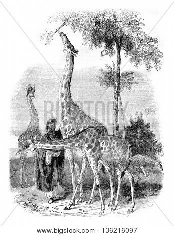Giraffes arrived in London in 1836, vintage engraved illustration. Magasin Pittoresque 1836.