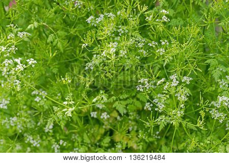 Selective focus of Garden Chervil blossoming white flowers during summer in Austria, Europe