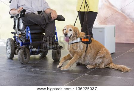 Guide And Assistance Dog